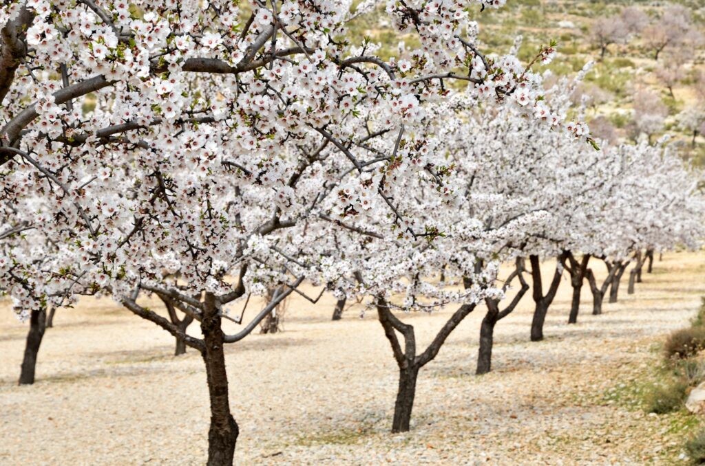Farmer or agronomist in blossoming plum orchard