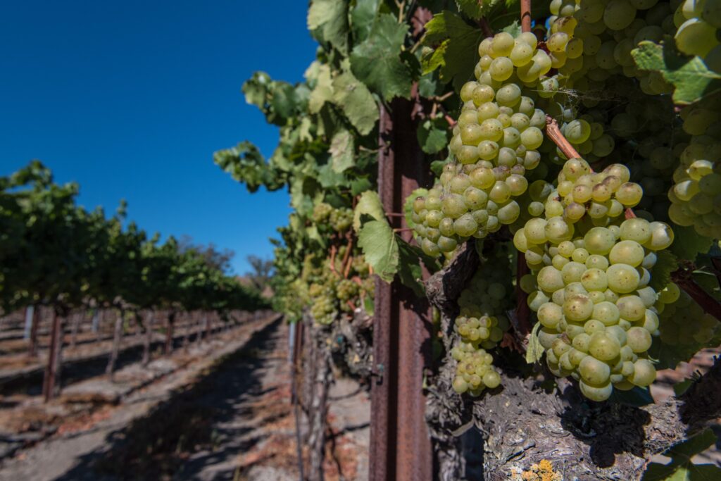 Maize Field Farm Landscape